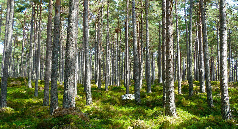 les forêts françaises recouvrent 30 % du territoire. Les promoteurs veulent les utiliser